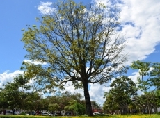Período permitido para poda de árvores inicia no próximo domingo (01). Atenção à legislação!