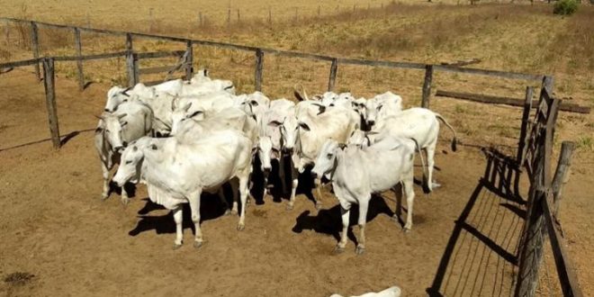 Grupo especializado em roubos de gado é preso em Goiás
