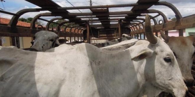 Quadrilha é presa em Jaraguá após furtar 42 cabeças de gado em Goianésia