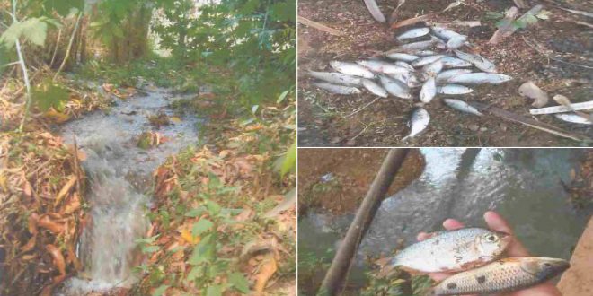 Ação do MP requer que Saneago afaste riscos de novos vazamentos de esgoto em Goianésia