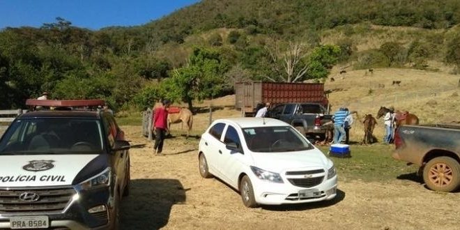 Polícia Civil de Ceres, recupera 157 cabeças de gado de fazendeiros de Ipiranga e Uruaçu