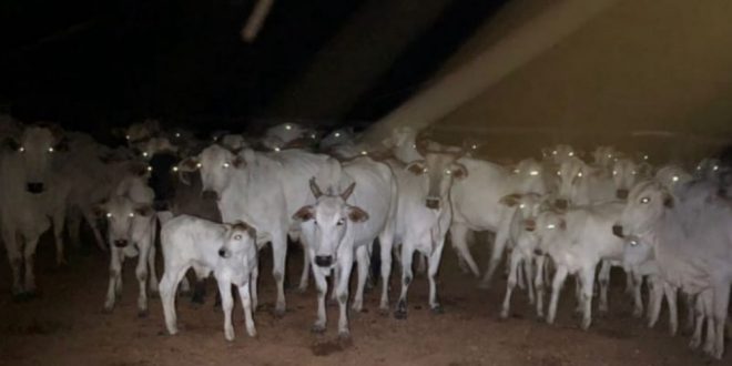 Preso suspeito de tentar roubar mais de 100 cabeças de gado em fazenda de Mara Rosa
