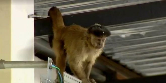Macaco fica mais de 30 horas em supermercado, faz bagunça e quebra garrafas de uísque, em Goiânia