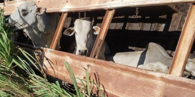 Animais morrem após Carreta carregada de gado tombar na BR – 153 em Campinorte