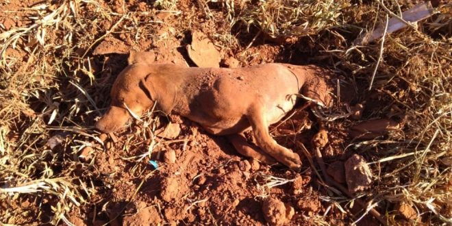 Cachorro é encontrado ‘enterrado vivo’ dentro de buraco em mata de Catalã