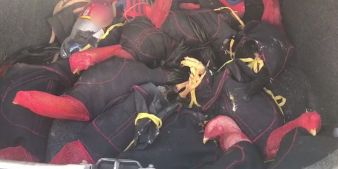 vários  galos que seriam usados em rinha são achados amarrados dentro do porta-malas de carro em Uruaçu, diz delegado