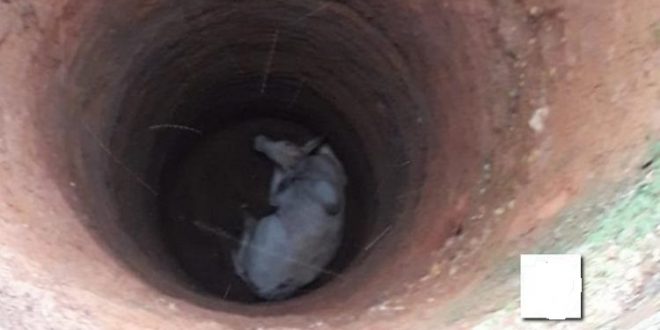 Corpo de Bombeiros retira vaca que caiu em cisterna na zona rural de Itapaci