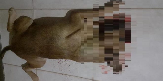 Homem é preso pela PM suspeito de matar cachorro a tiro em Rialma