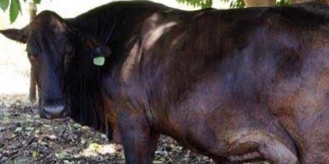 Polícia Civil de Jaraguá recupera gado furtado no município