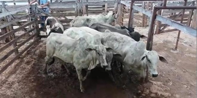 PM recupera 18 cabeças de gado e prende suspeitos no município de Crixás