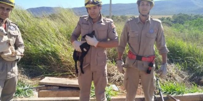 Dois Cachorros são resgatados de bueiro pelo corpo de Bombeiros de  Goianésia