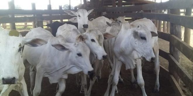 Polícia Militar recupera gado furtado de fazenda em Rubiataba
