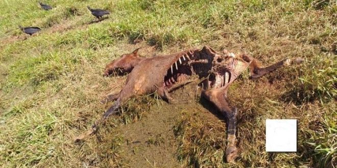 Cavalo é morto em fazenda de Santa Isabel, gerente acredita que foi ataque de onça