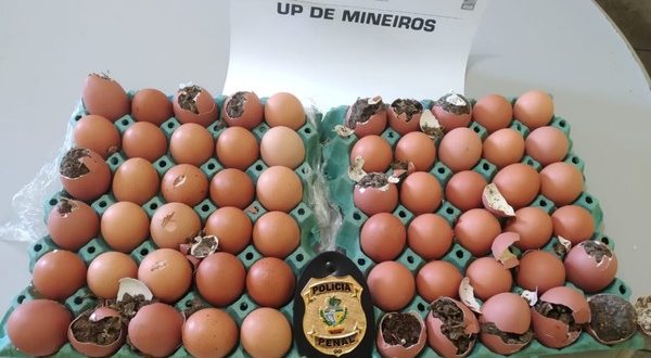 Jovem é preso tentando entrar com porções de maconha escondidas dentro de ovos em presídio de Mineiros