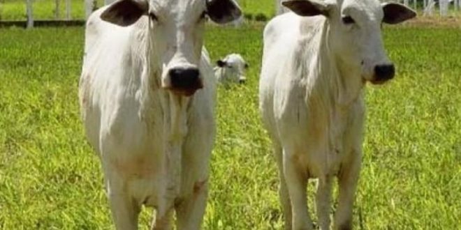 21 cabeças de gado São furtadas de empresário em fazenda em Jaraguá
