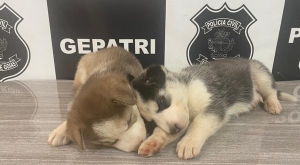 Polícia recupera filhotes de cães da raça Husky Siberiano furtados em Itumbiara