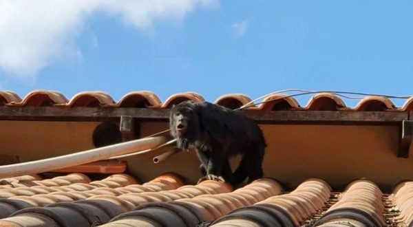 Morador pede ajuda para resgatar macaco que fica no telhado de casas, em Goiânia