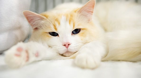 Brasil registra primeiro caso confirmado de covid-19 em gato; Outros dois animais estão sob suspeitas