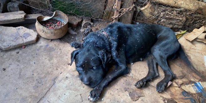Cadela é resgatada com uma coleira de ferro e com pescoço ferido, em Morrinhos