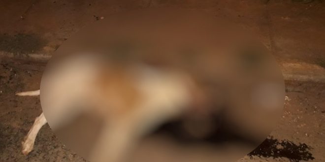 Homem é preso suspeito de decepar pescoço de pitbull em Goianésia