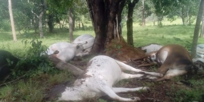 Raio provoca mortes de mais de dez  cabeças de gado na zona Rural de Santa Isabel
