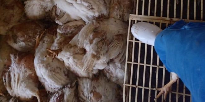Funcionário é preso suspeito de causar a morte de 16 mil galinhas da granja onde trabalhava em São João d’Aliança