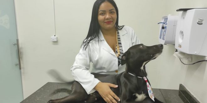 Cão ferido que entrou sozinho em clínica ‘para pedir ajuda’ no Ceará ganha o nome de Quindim
