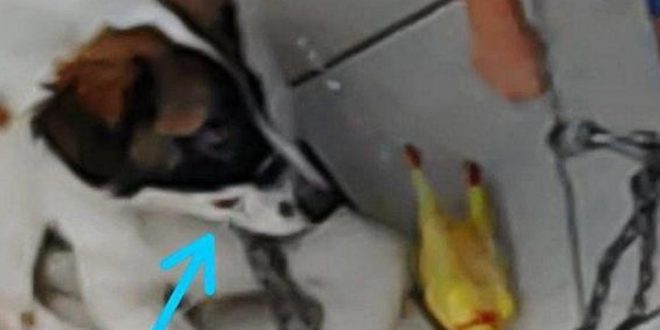 Homem é preso suspeito de amarrar boca de cachorro com lacre plástico para que ele não latisse, em Goiânia