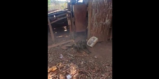 Homem é preso em Rubiataba por suspeita de maus-tratos a animal