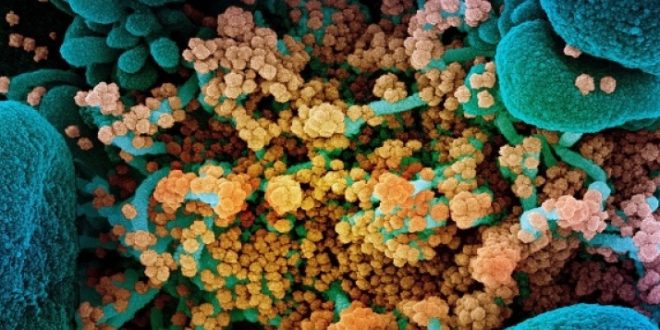 Nova variante do Coronavírus pode resistir a vacinas e preocupa Organização Mundial de Saúde
