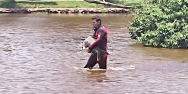 Bombeiros resgatam peixe que ficou encalhado em parte rasa de lago no Parque Vaca Brava, em Goiânia;