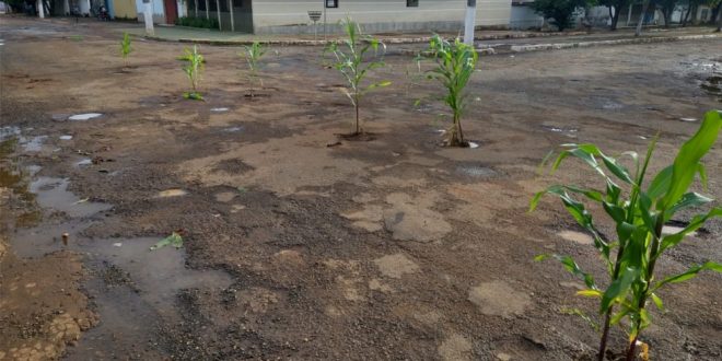 Moradores plantam milho em buracos de rua de Nova Glória