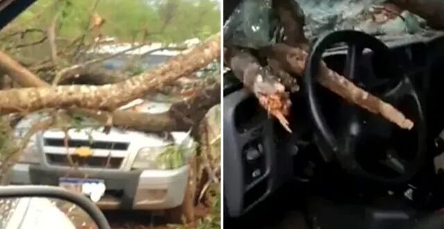 Árvore cai em cima de caminhonete e mata motorista na GO-427