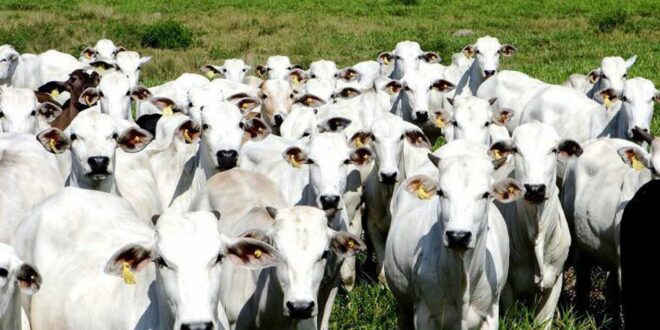 Preços da arroba bovina registram quedas em Goiás, aponta Ifag