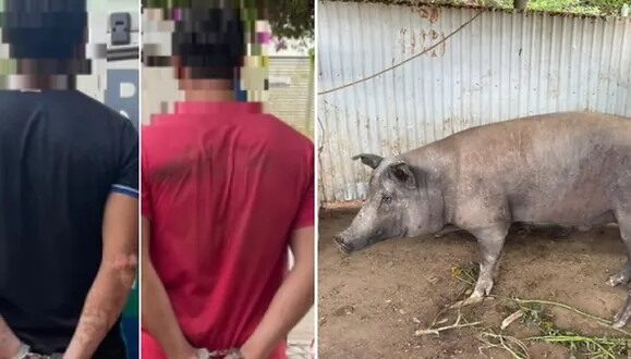 Batalhão Rural recupera porco furtado em fazenda e detém suspeitos em Itapaci
