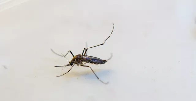 Goiás registra a primeira morte por dengue em 2024, diz governo