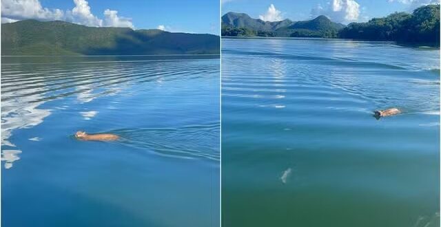 Engenheiro é surpreendido por onça nadando em lago de Goiás: ‘Momento único