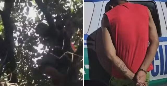 Suspeito de roubos é filmado escalando árvore e se escondendo em galhos para tentar fugir da polícia