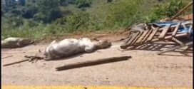 Carreta carregada com gado tomba entre Juscelândia e Goianésia, várias cabeças de gado morreram