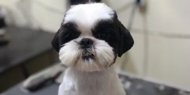 Cachorros ficam sob guarda compartilhada após casal se separar e ir à Justiça em Goiás; entenda
