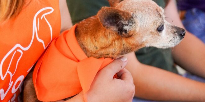 Prefeitura de Goianésia lança campanha Abril Laranja para proteção dos animais