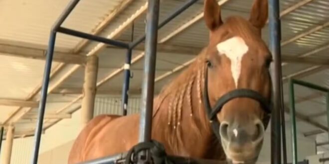 Morte de mais de 230 cavalos é investigada por suspeita de consumo de ração contaminada