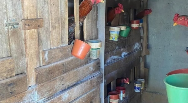 Polícia resgata galos usados em rinha e apreende drogas em Morrinhos