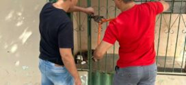 resgate de cães em condições de abandono em Goianésia