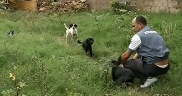 Cães com sinais de maus-tratos são resgatados em casa abandonada