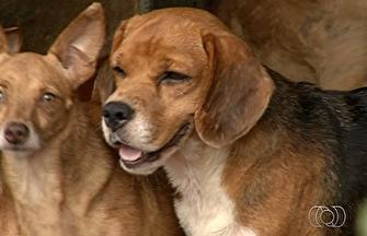 Mulher divide casa com mais de 50 cães abandonados em Anápolis