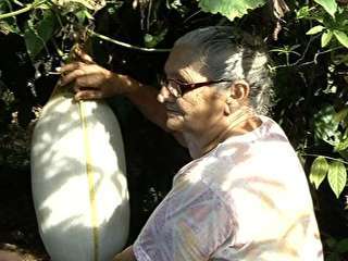Aposentada cultiva chuchu gigante de aproximadamente 20 kg, em Goiás