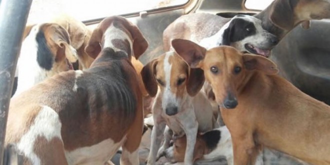 Polícia Ambiental de Goianésia apreende 11 cachorros em situação de maus – tratos