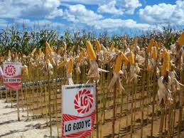 Empresa francesa Limagrain inaugura nova sede e investe 60 milhões de reais em Goianésia