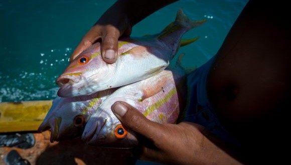 Lista de peixes ameaçados volta a